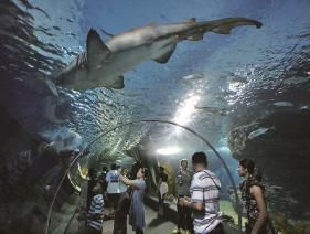 暹罗海洋世界 Siam Ocean World, สยาม โอเชี่ยน เวิรล