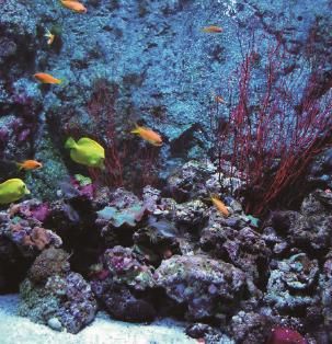 暹罗海洋世界 Siam Ocean World, สยาม โอเชี่ยน เวิรล