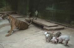 老虎乐园 Sriracha Tiger Zoo