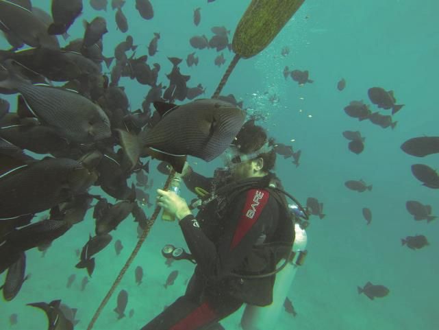 Scuba Cat潜水